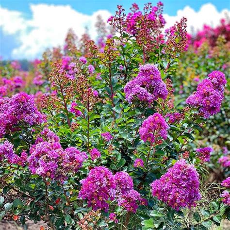 Purple Blooming Magic Myrtle: Adding Beauty to Your Landscape
